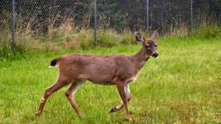 Deer in Grass